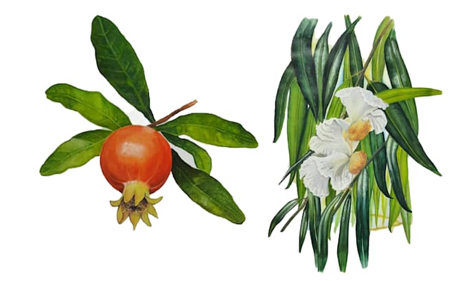 draw your flowers fruits vegetable and botanical plants