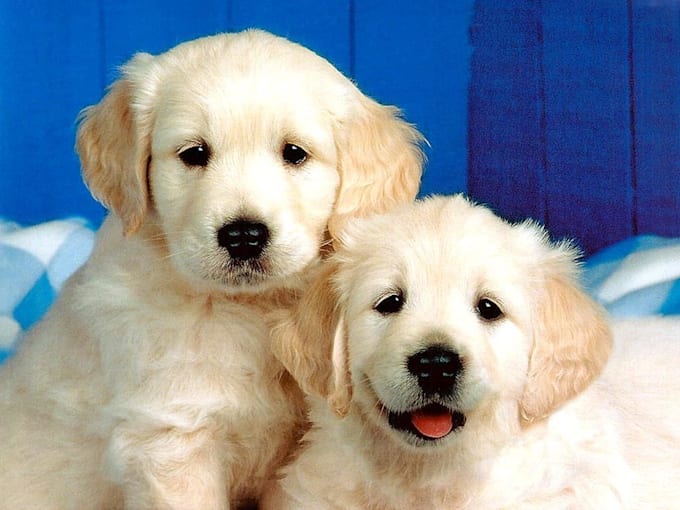 give you over 260 articles on dog training