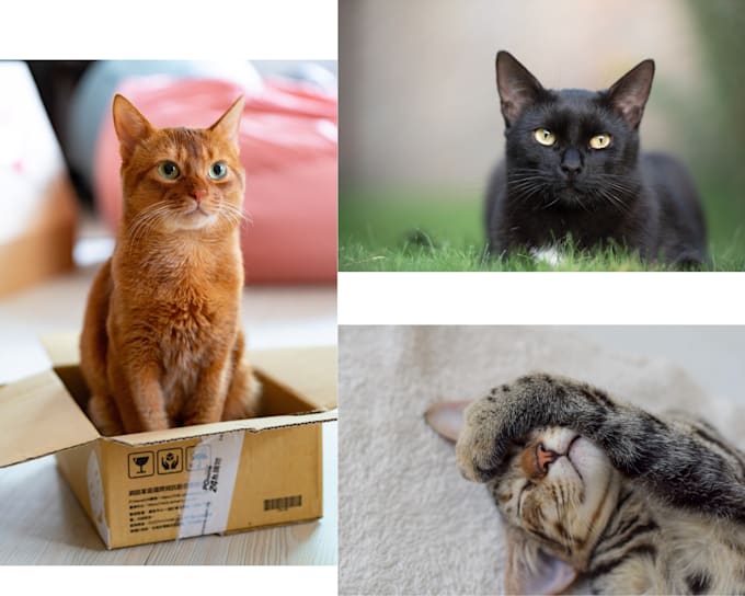 Write an article on cat behavior by Getit1111 | Fiverr