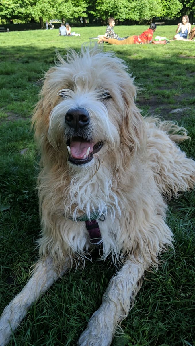 be your dog actor model or spokesperson