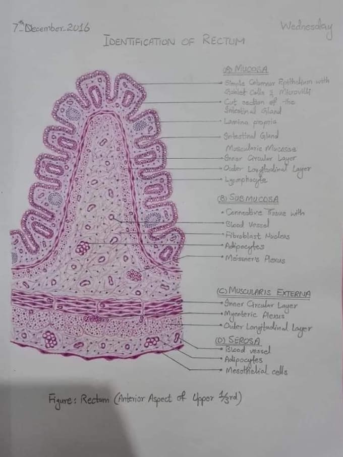 Draw anatomy and histology diagrams for you by Mahnoortariqq76 | Fiverr
