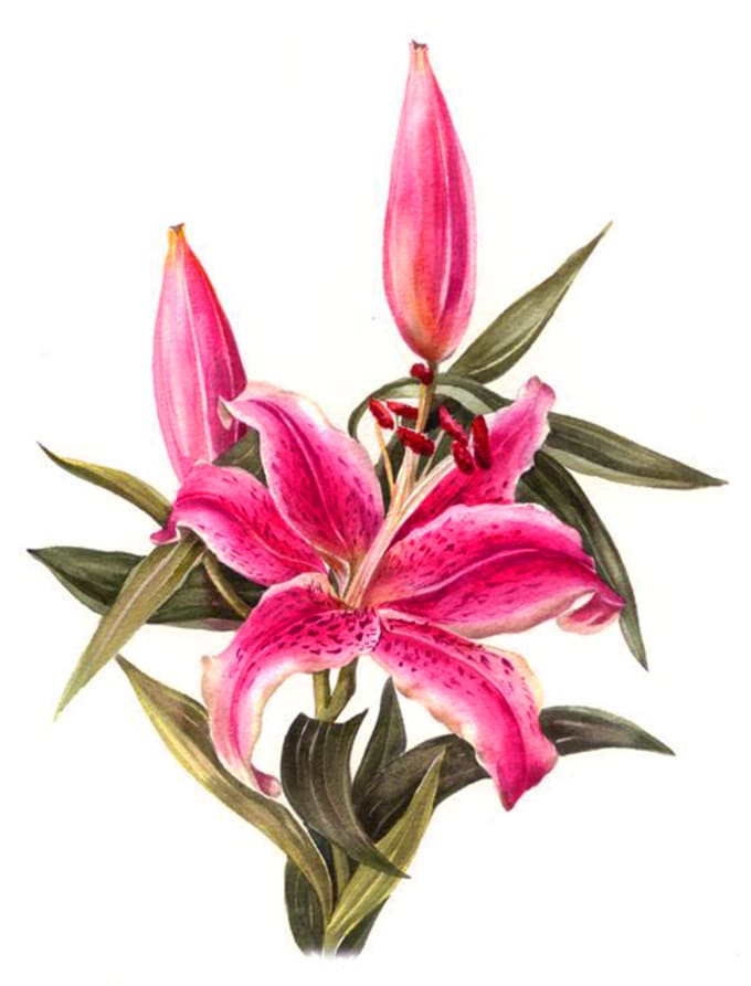 Make botanical illustrations of flowers and plants by Fallenknoht | Fiverr