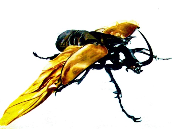 create realistic animal illustration for you