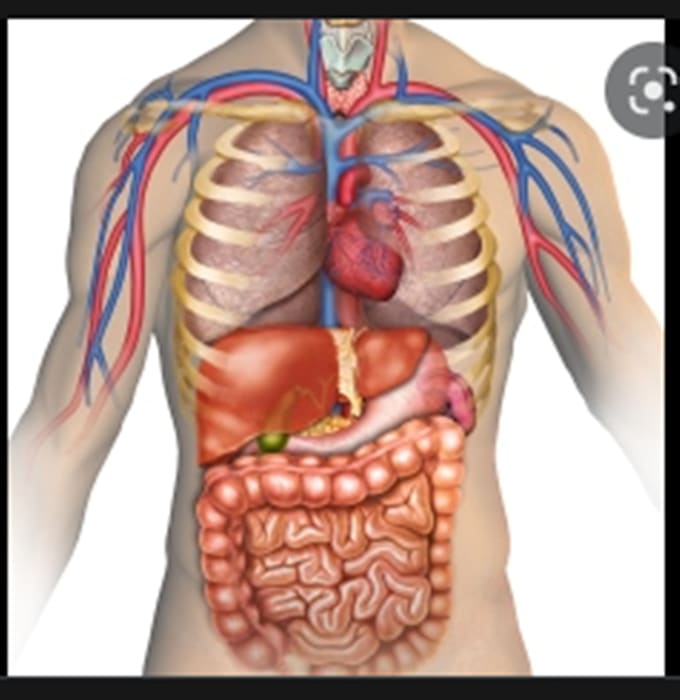 tutor anatomy, microbiology and physiology