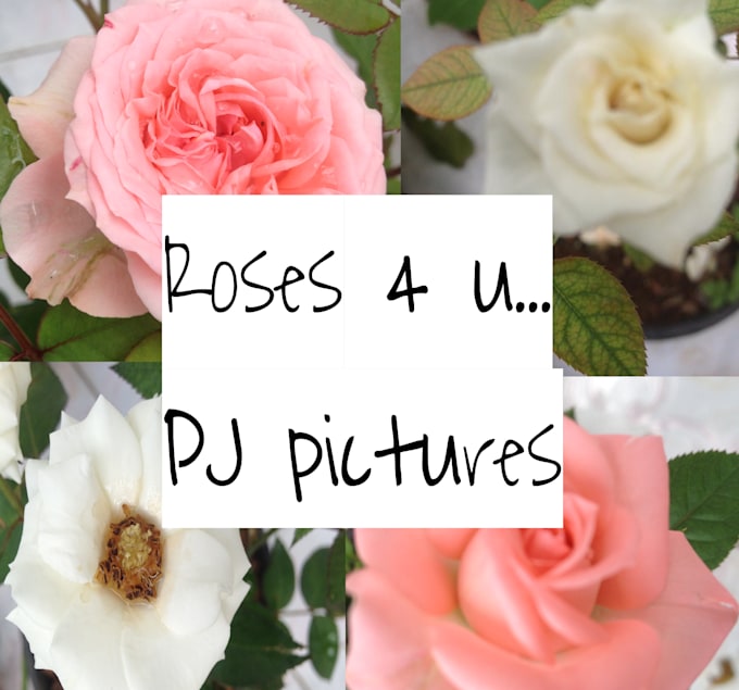 Give you beautiful pictures of roses by Prabhashi25 Fiverr