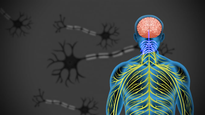 create 2d medical animations and explainer videos