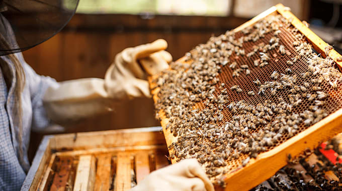 write a beekeeping, honey bee farm business plan for you