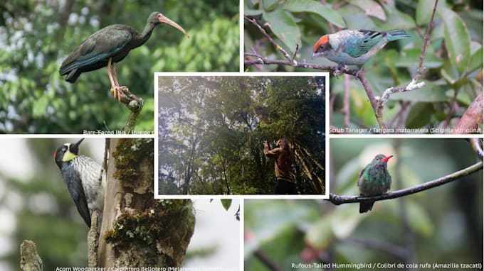 identify any birds for you