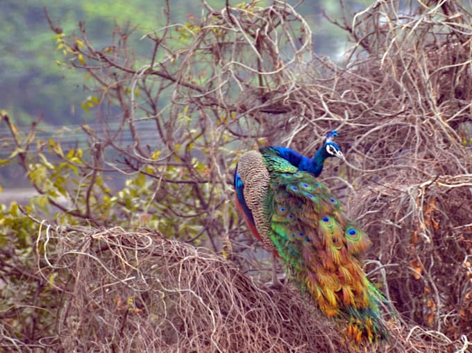 plan your itinerary for India visit