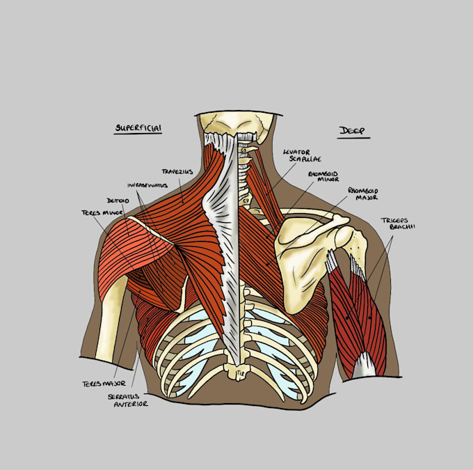 Design a simplistic anatomy illustration by Faolans_forge | Fiverr