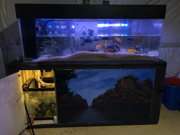 Provide care and maintenance for your freshwater aquariums by Marinegriffith Fiverr