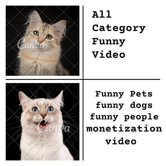 create funny cats video compilation for youtube