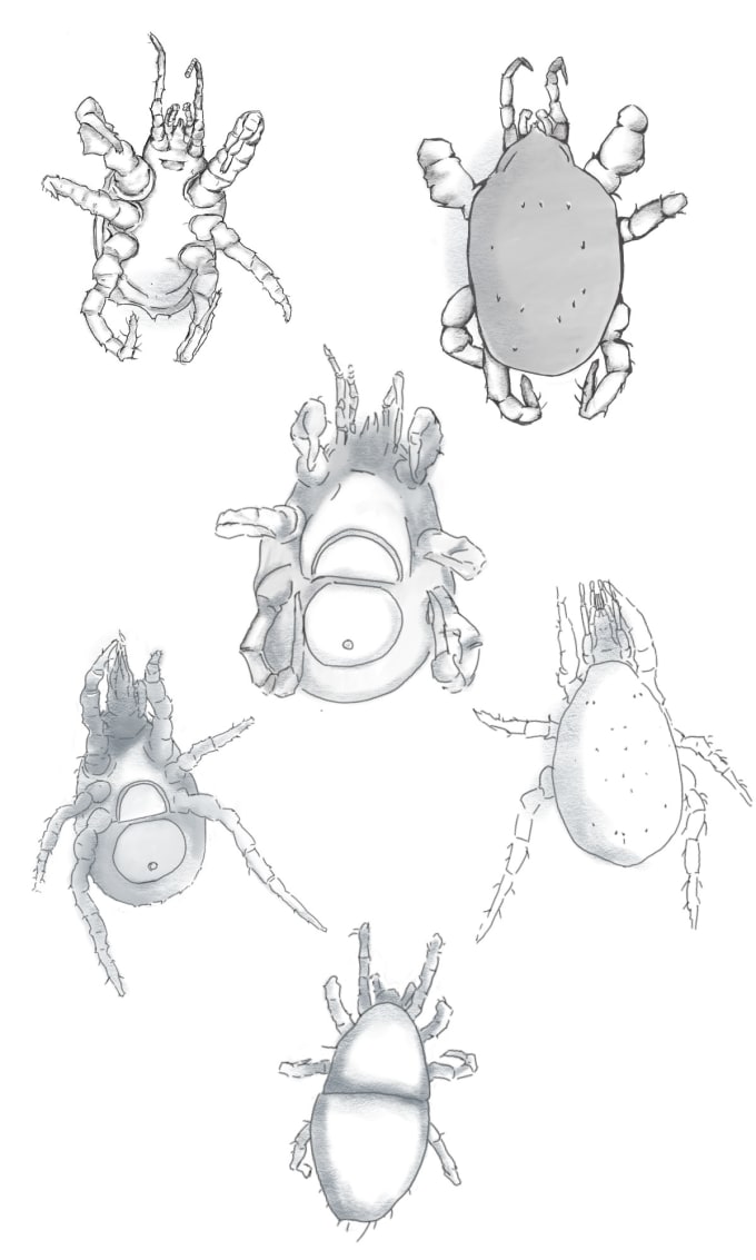 Dibujar insectos, parásitos, bacterias de forma detallada by Jessipeba ...