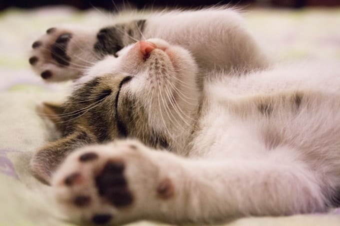create cat meditation music video for youtube channel