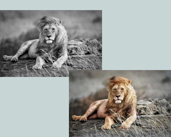 Do black and white photo to colourful photo by Shahin819293 Fiverr