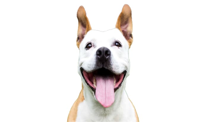 Remove Backgrounds From Photos By Trapizoid Fiverr Remove Backgrounds From Photos By Trapizoid Fiverr