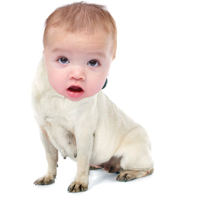 Morph the face of your baby face on your dog by Dogbaby Fiverr