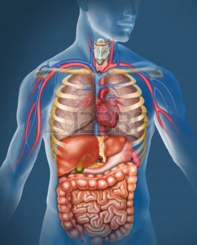 Teach You Anatomy Physiology And Biochemistry By Oktavist Fiverr