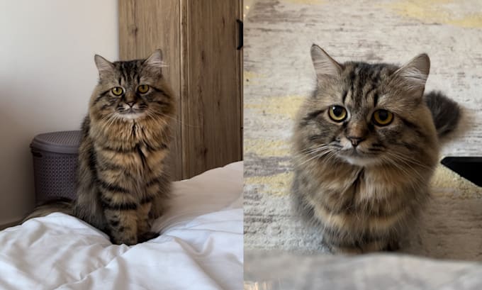 be your cat model