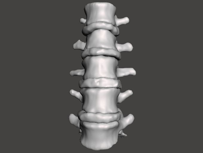 make 3d human anatomical models