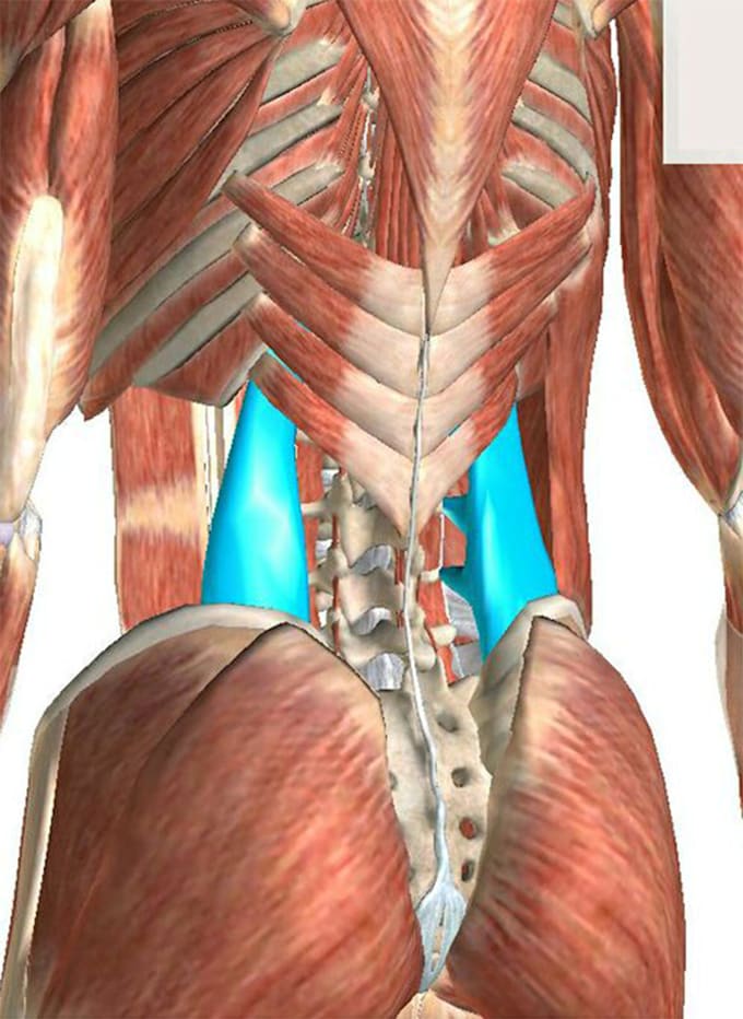 do scientific medical figures illustrations