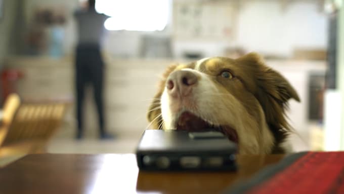 make a funny video ad with a dog purchasing your product