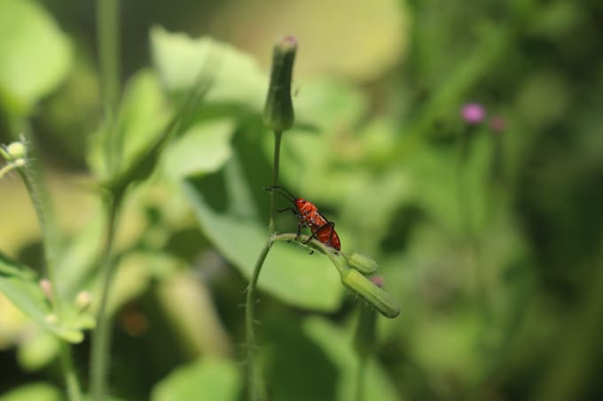 Do Limite Insect Do wildlife and insect photography in best level by Adhiya_offl | Fiverr