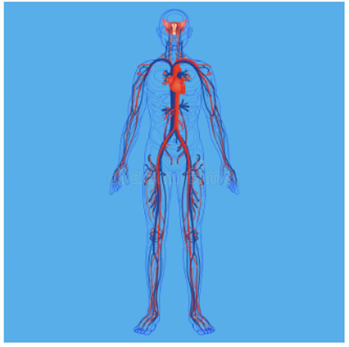 assist in anatomy and physiology