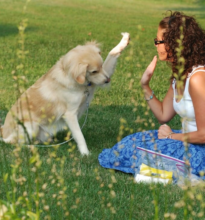 provide you effective dog training tips