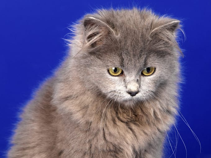 Give You 631 Cats Hd Wallpaper Best Of The Best By Brae0000