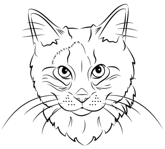 Make your pet a vector lineart portrait by Baischejam | Fiverr