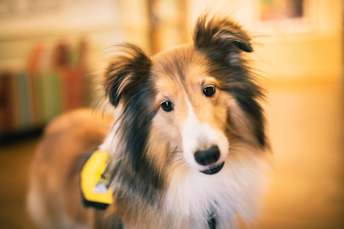 guest post on high DR pet blog with dofollow backlink