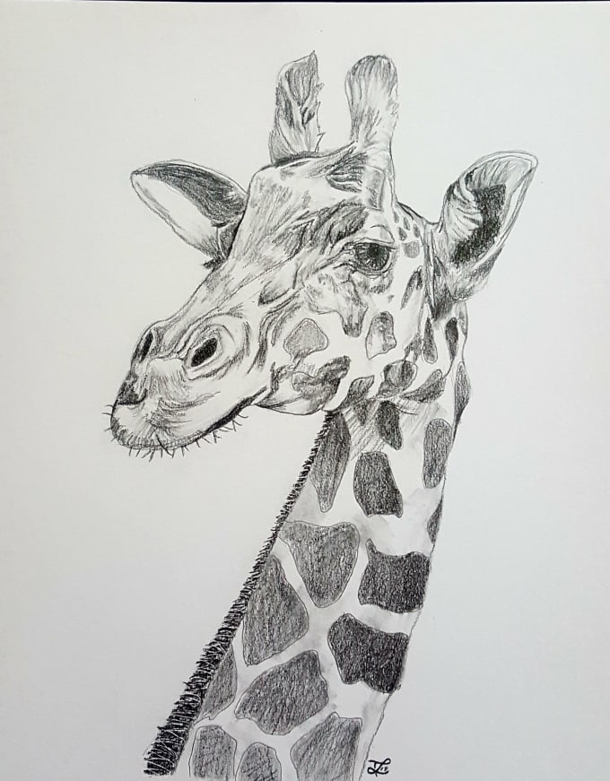 Animal drawings and illustrations by Trevor_lehman | Fiverr