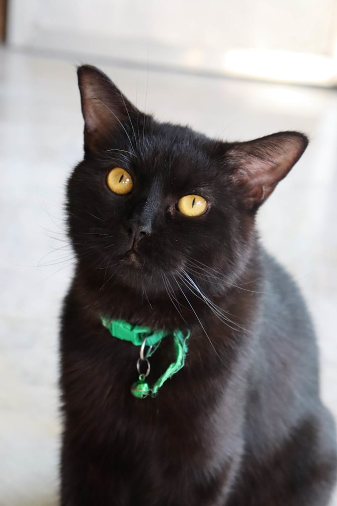 Be selling pictures of my cats and dog by Ayirox Fiverr