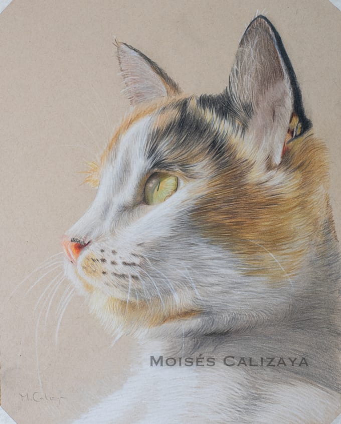draw realistic pet dog, cat portrait