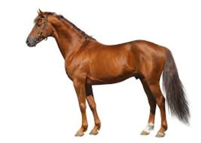 do research on veterinary medicine and animal breeding