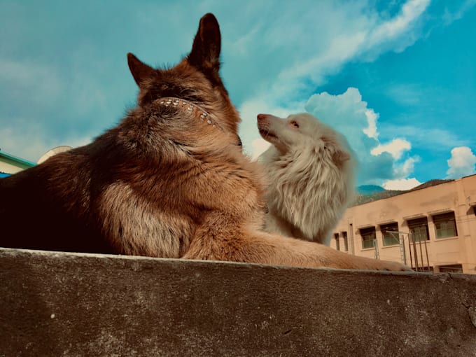 write SEO friendly pet blogs and articles