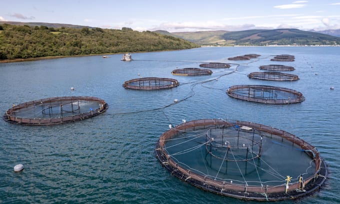 make a market research for your aquaculture projects