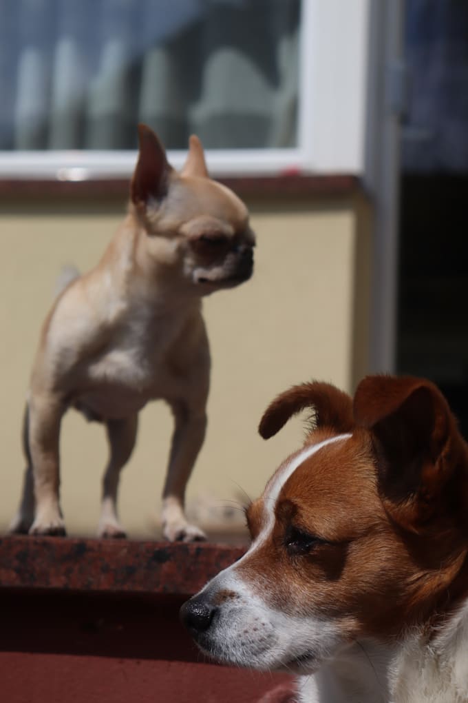 Take cute pictures of dogs by Blackmean21 Fiverr