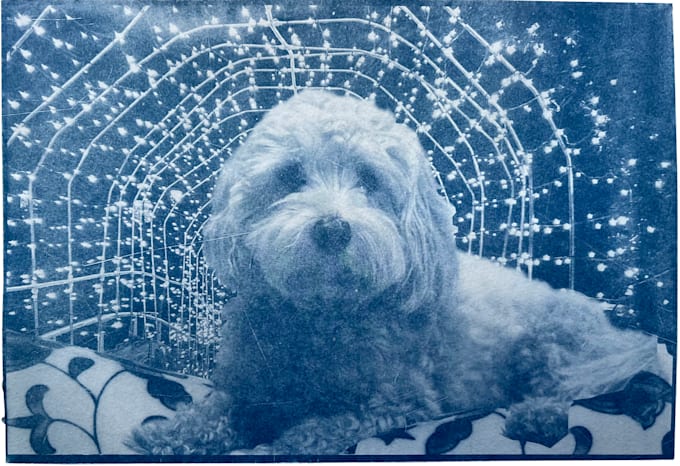 create a unique pet portrait cyanotype print