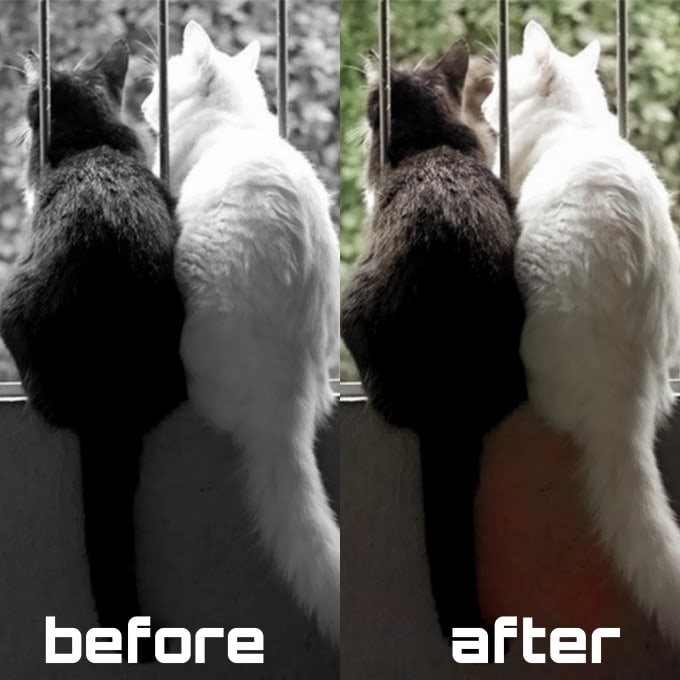Convert black and white photos to color by Mohvmed0 Fiverr