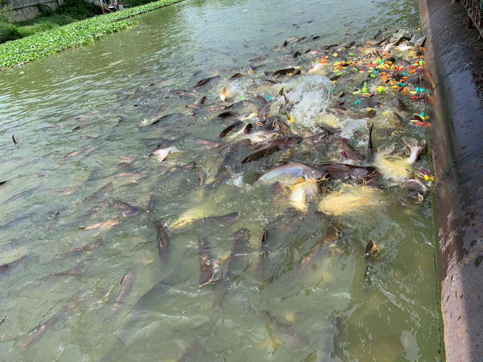 feed fish in thai temple for merit