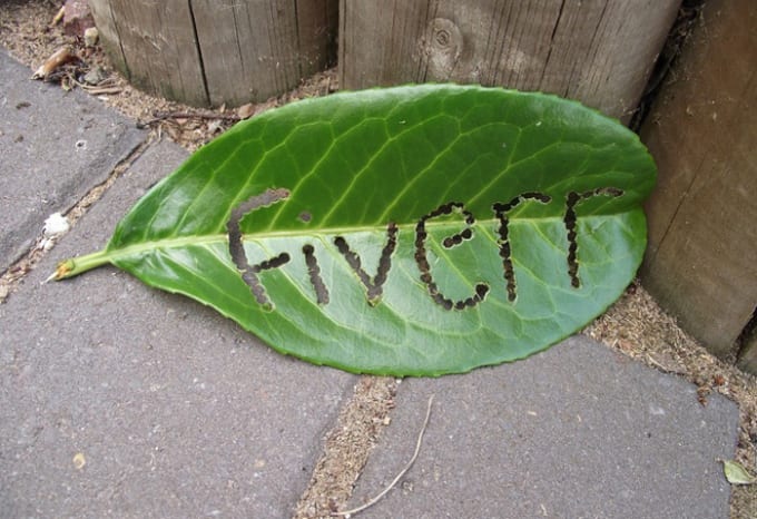 Get My Pet Caterpillar To Eat Your Name In A Leaf By Sothai