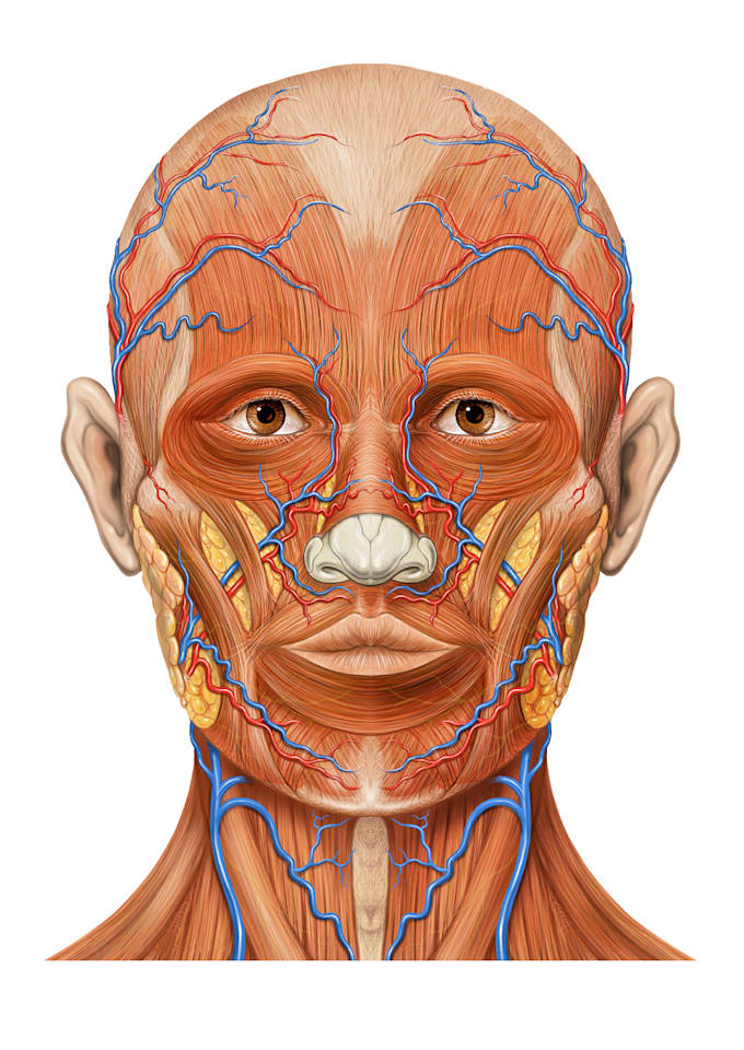 help you in human anatomy problems