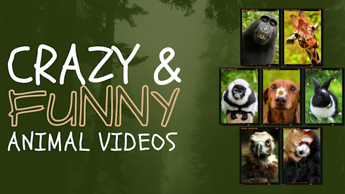 provide you animal funny compilation videos for youtube