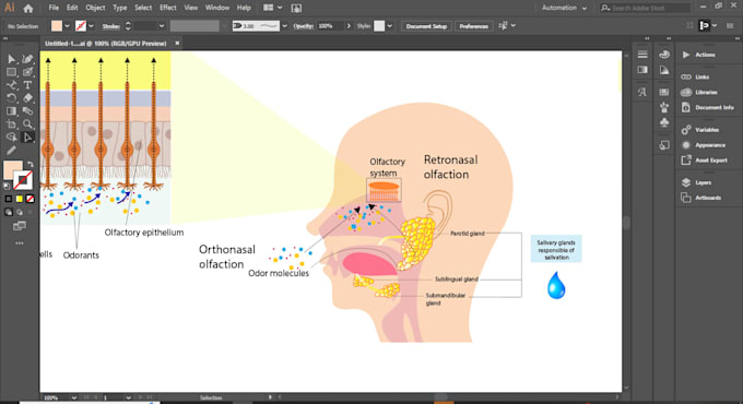 design scientific illustrations, medical figures, and infographics