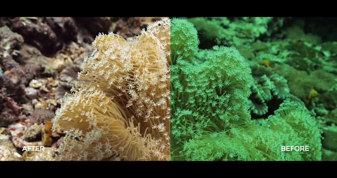 enhance and color grade your underwater video