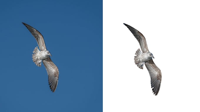 Remove background, cut out images, make transparent by Harsh_anger | Fiverr