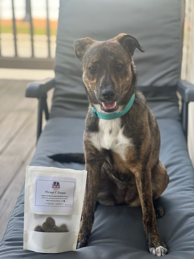 Brindle Greyhound German Shepherd Mix 3d mon