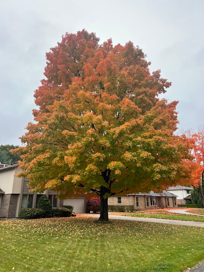 Diagnosis tree and shrub care issues by Olig06 | Fiverr